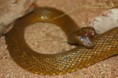 /album/resim-galerisi/inland-taipan-600x400-1-jpg/